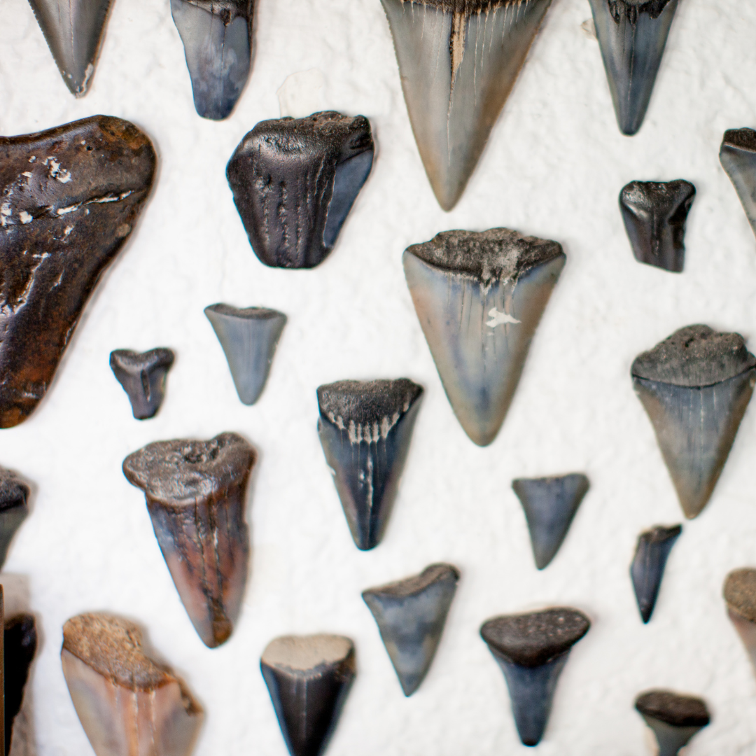 collection of sharks teeth of different sizes