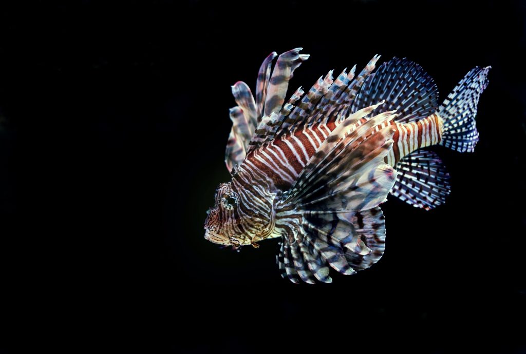 dangerous lionfish