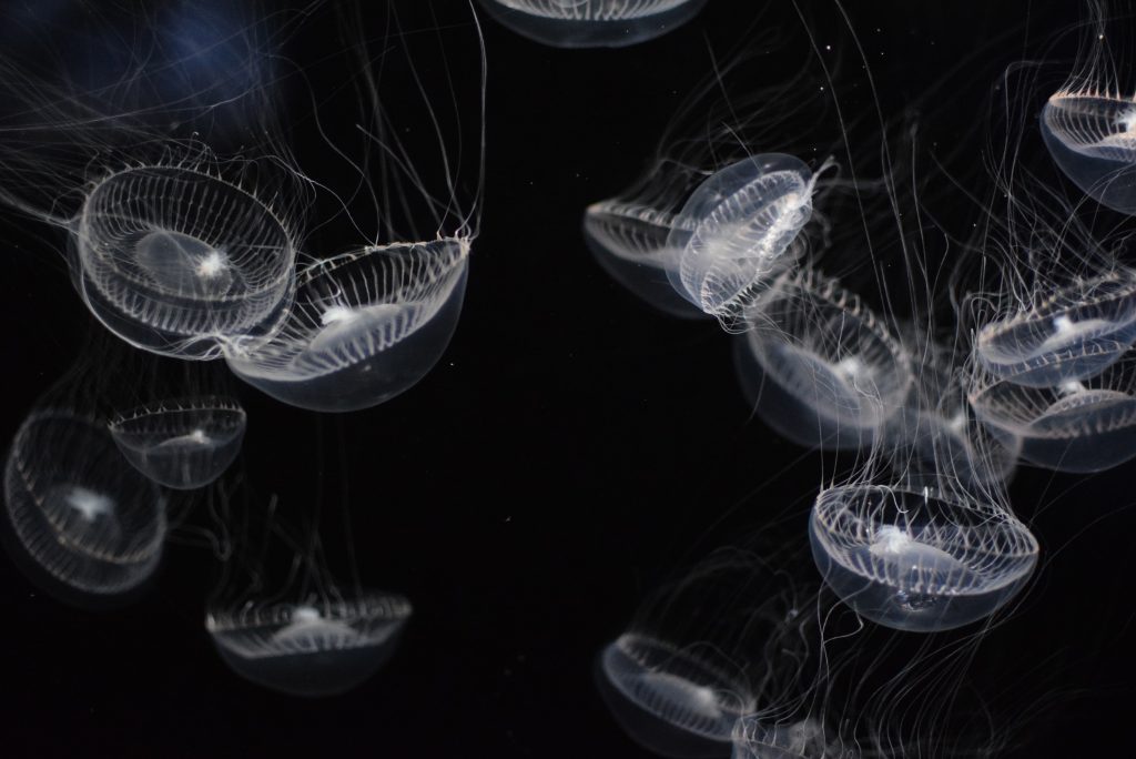 a group of box jellyfish