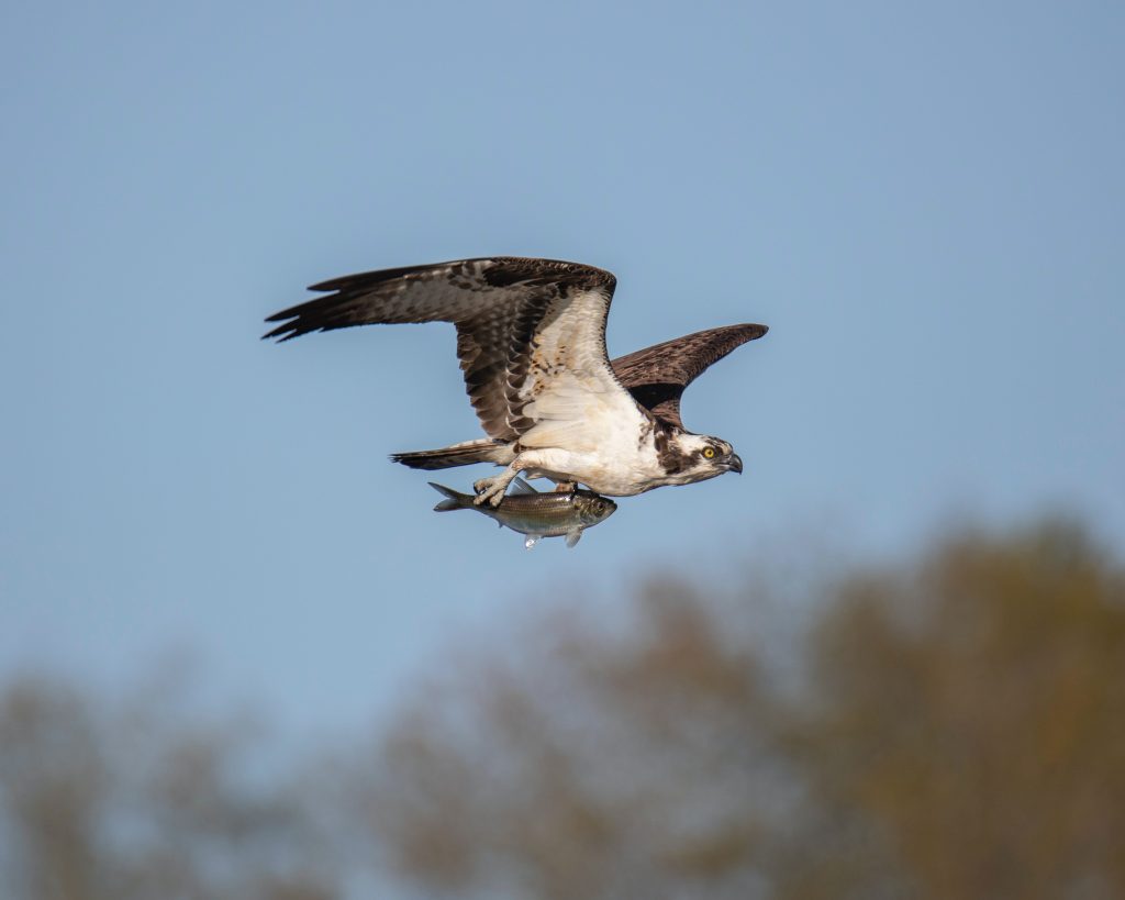 an osprey catching a fish over a salt marsh in South Carolina