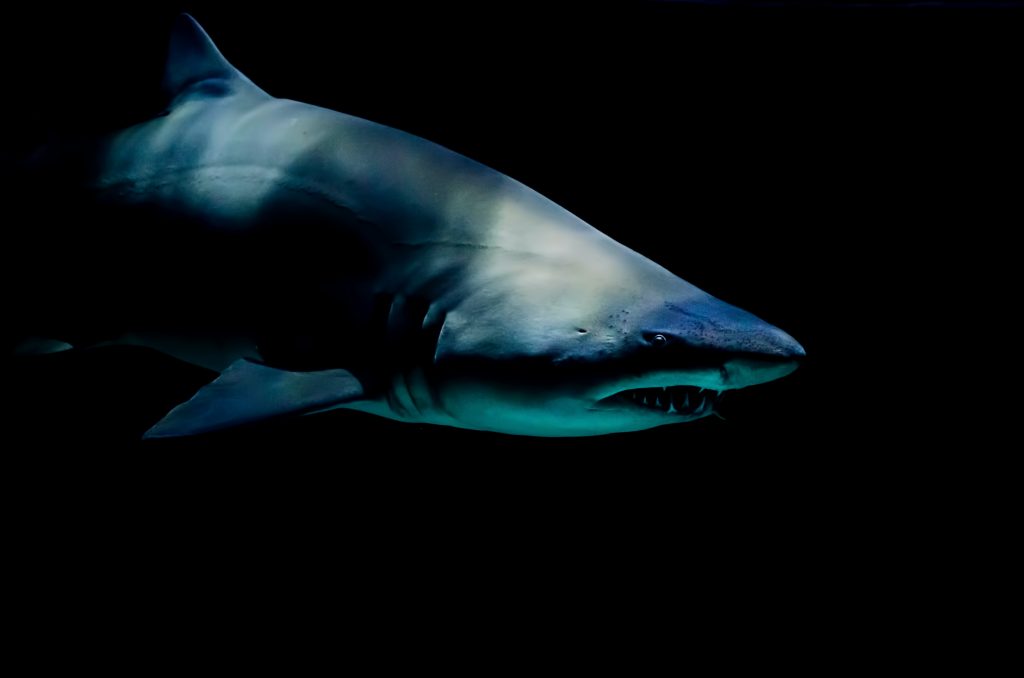 tiger shark swimming in dark ocean