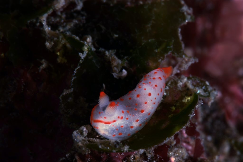 a brightly colored sea snail with dangerous venom