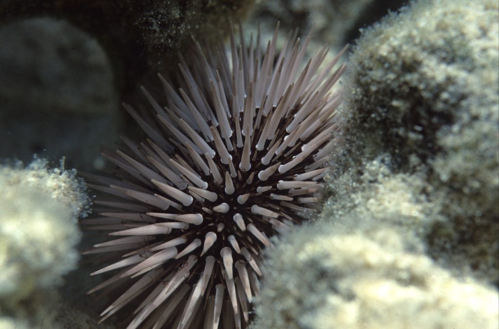 a poisonous sea urchin hiding in rocks