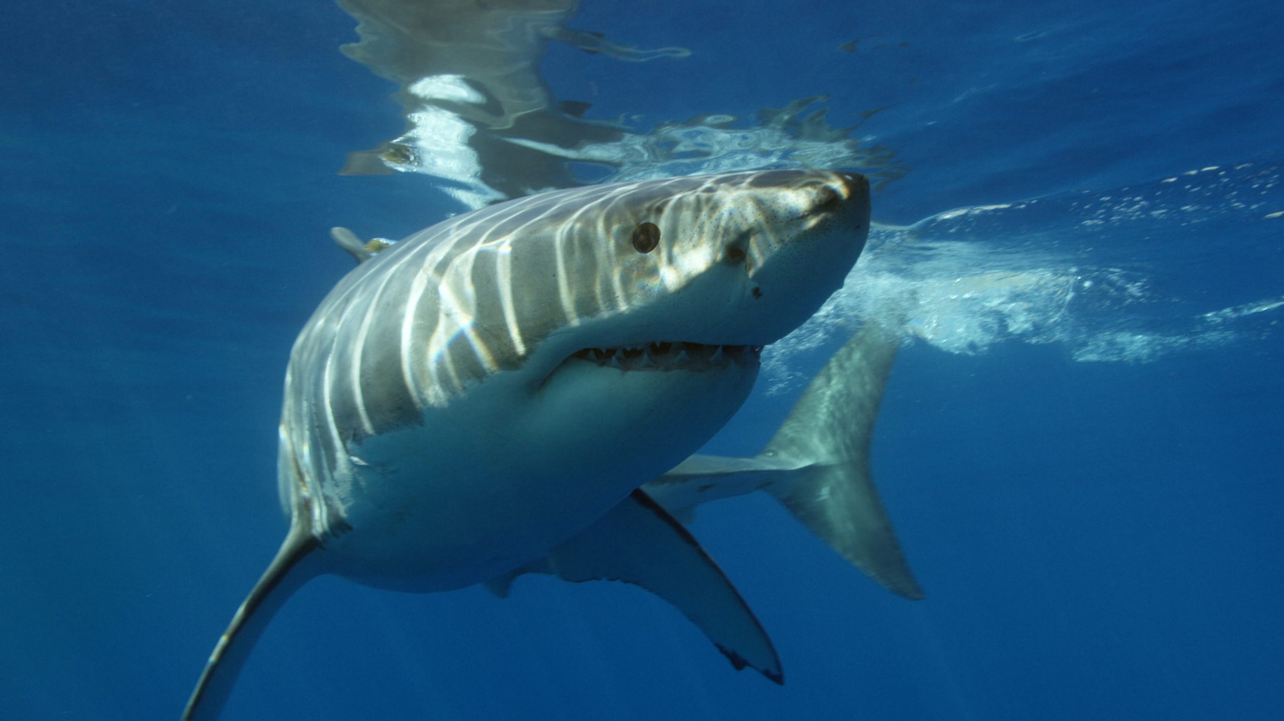 great white shark with sharp teeth