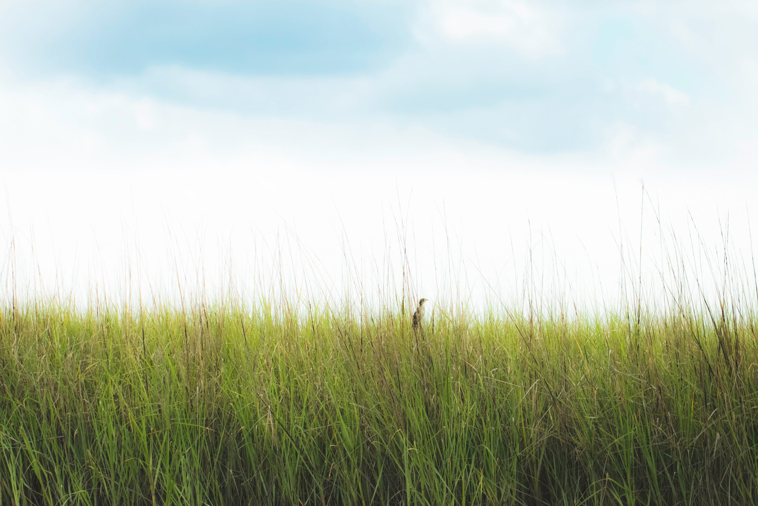 salt marsh in South Carolina with tall grass