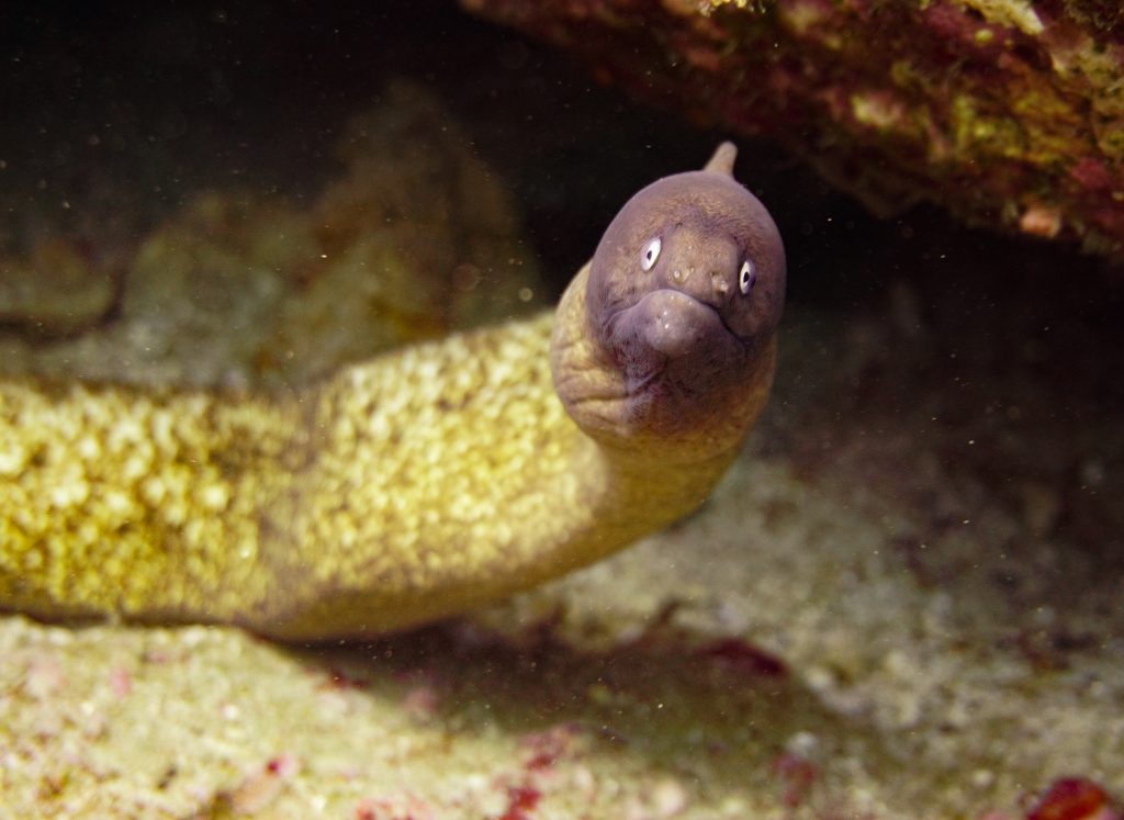 electric eel hiding in rocks